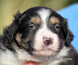 Tricolour Female, medium coat, border collie puppy